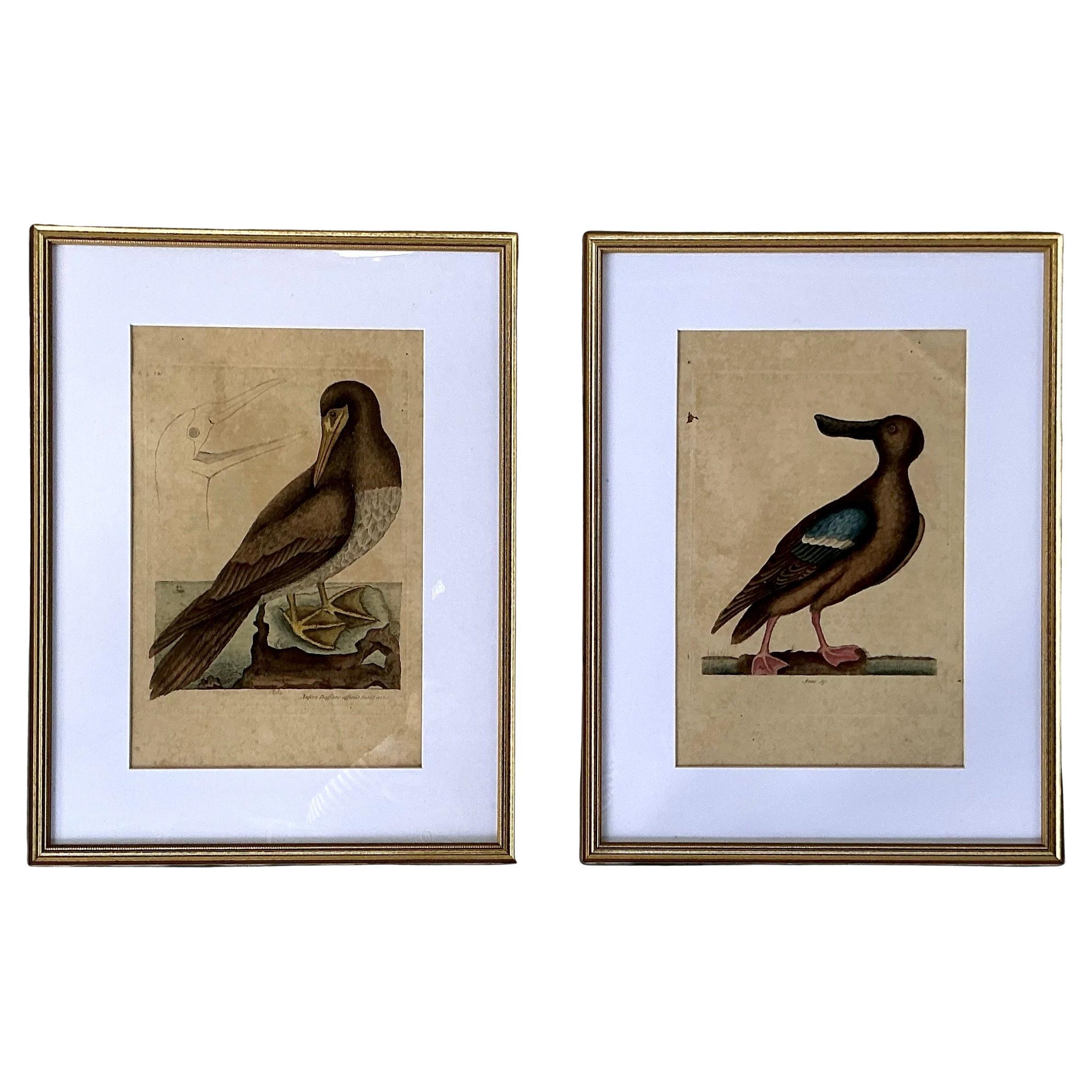 18th Century Framed Engravings by Mark Catesby, Set of Two Birds