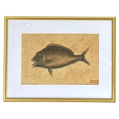 18th Century Framed Fish Engravings by Mark Catesby, A Pair