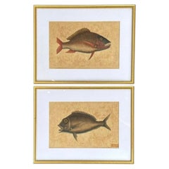 18th Century Framed Fish Engravings by Mark Catesby, A Pair