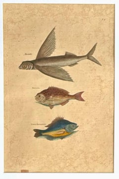 18th Century Framed Trio of Fish Engraving by Mark Catesby