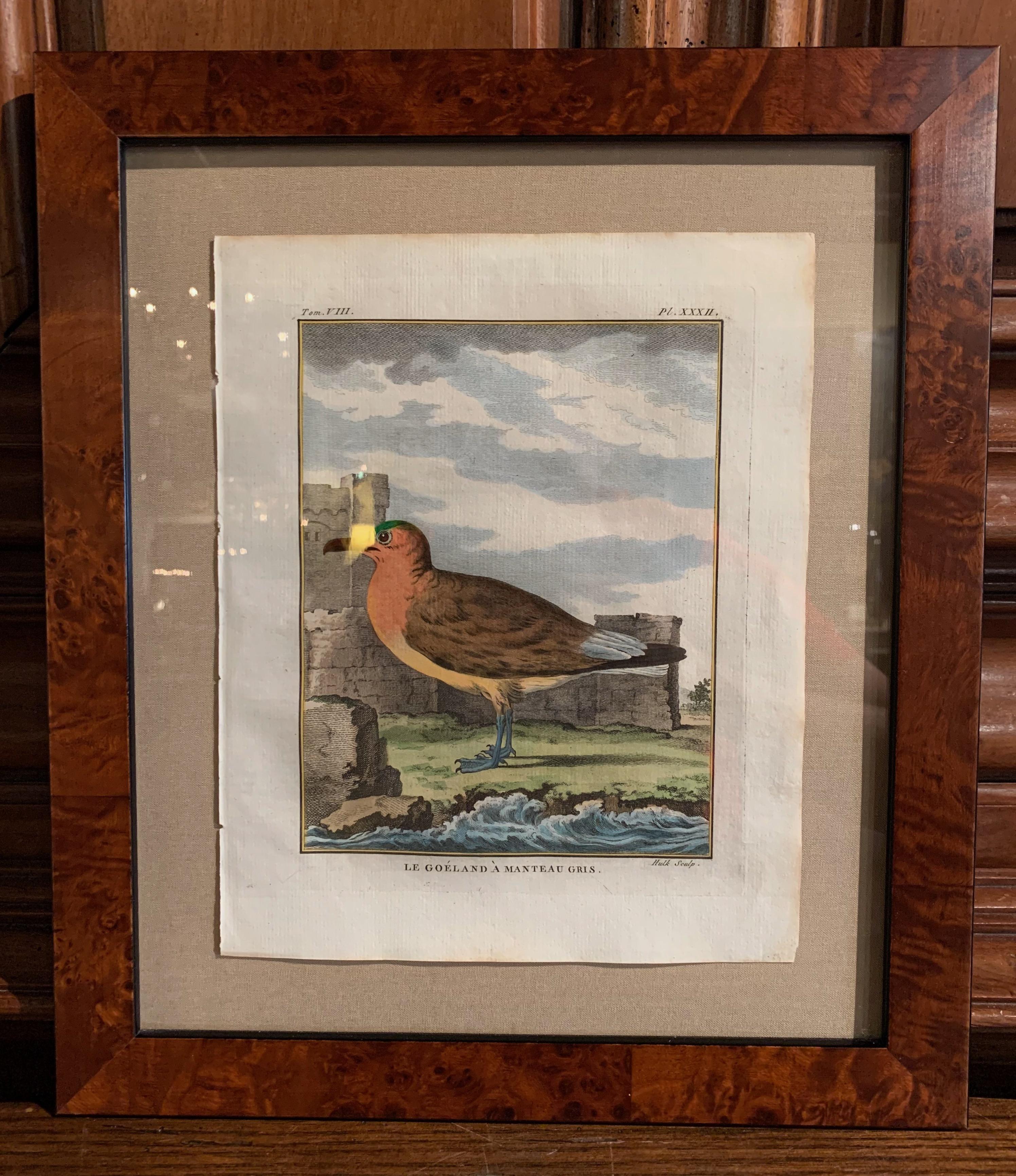 18th Century French Bird Watercolors Wall Pictures, Set of Seven Frames 9