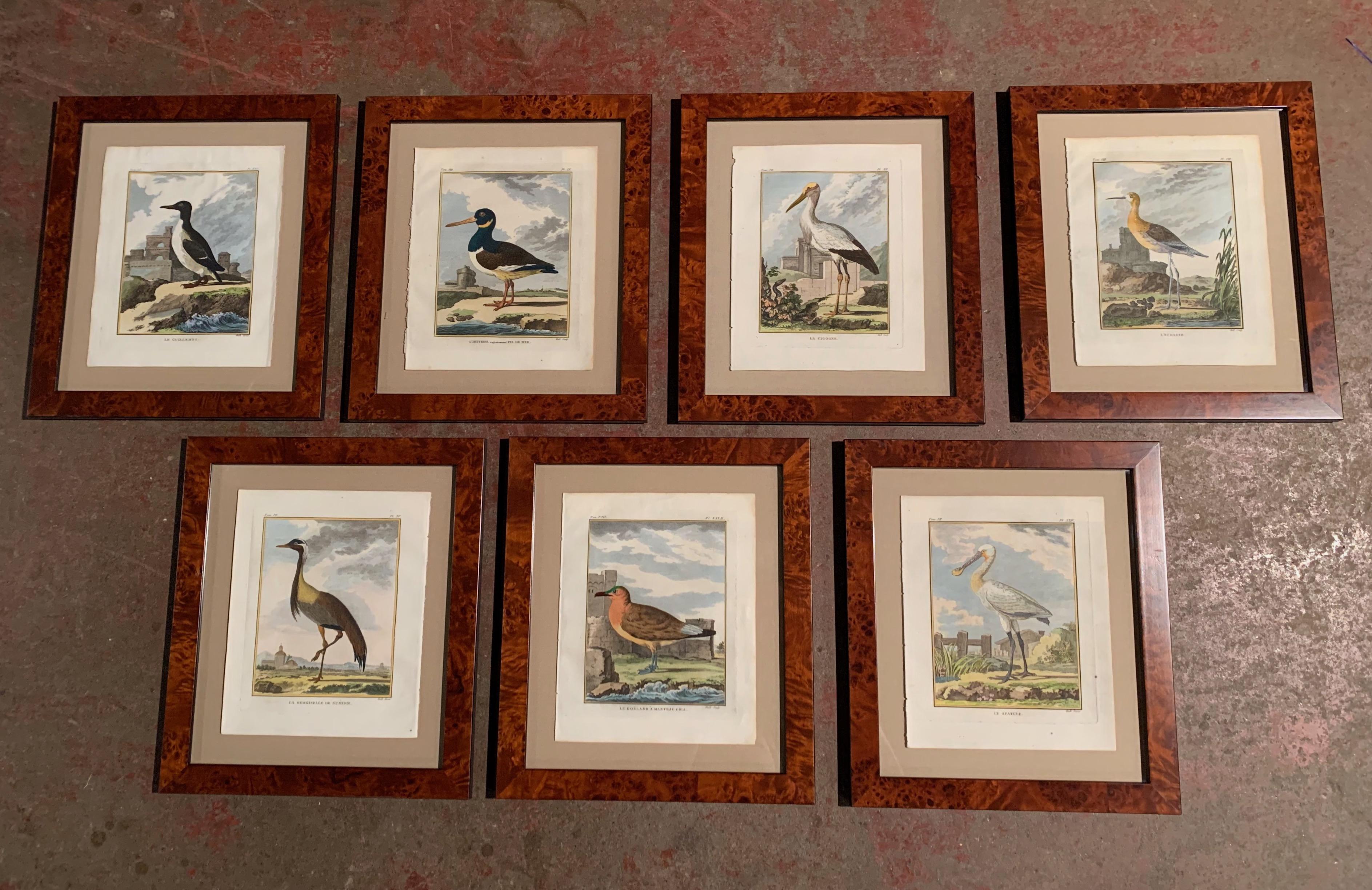 Hand-Painted 18th Century French Bird Watercolors Wall Pictures, Set of Seven Frames