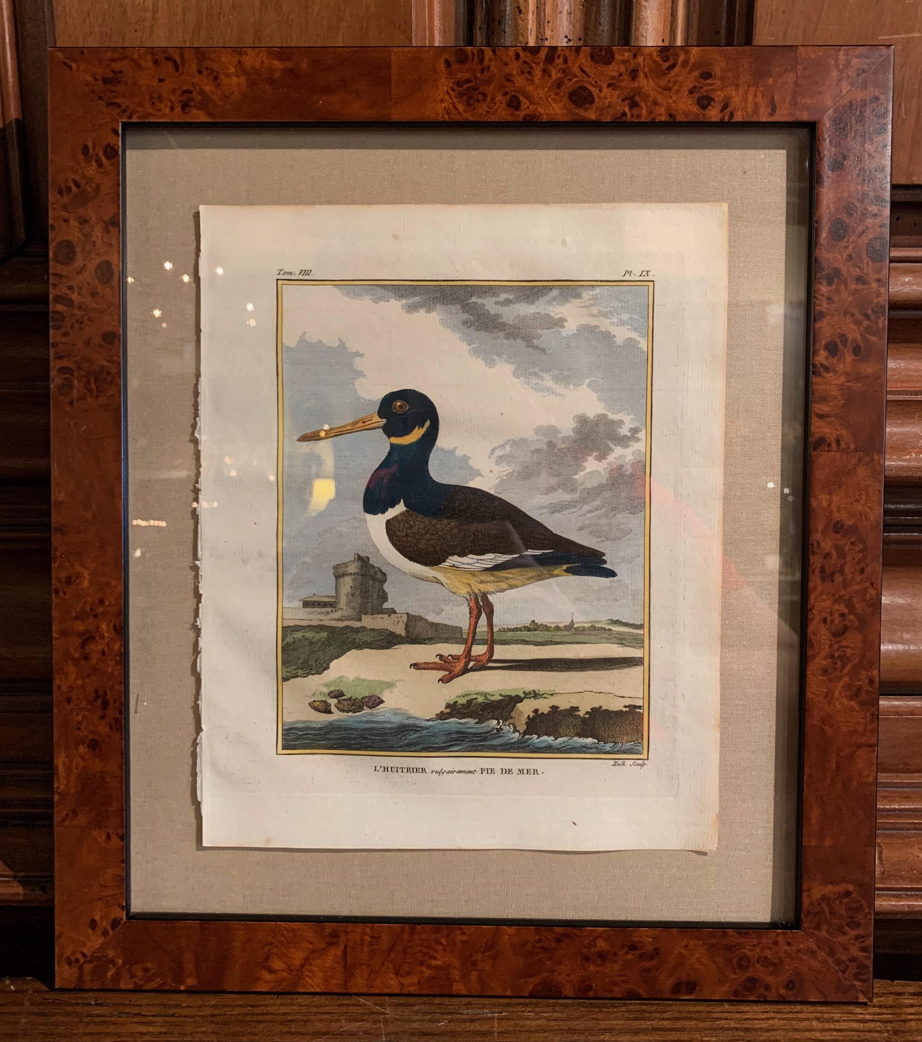 18th Century French Bird Watercolors Wall Pictures, Set of Seven Frames 1