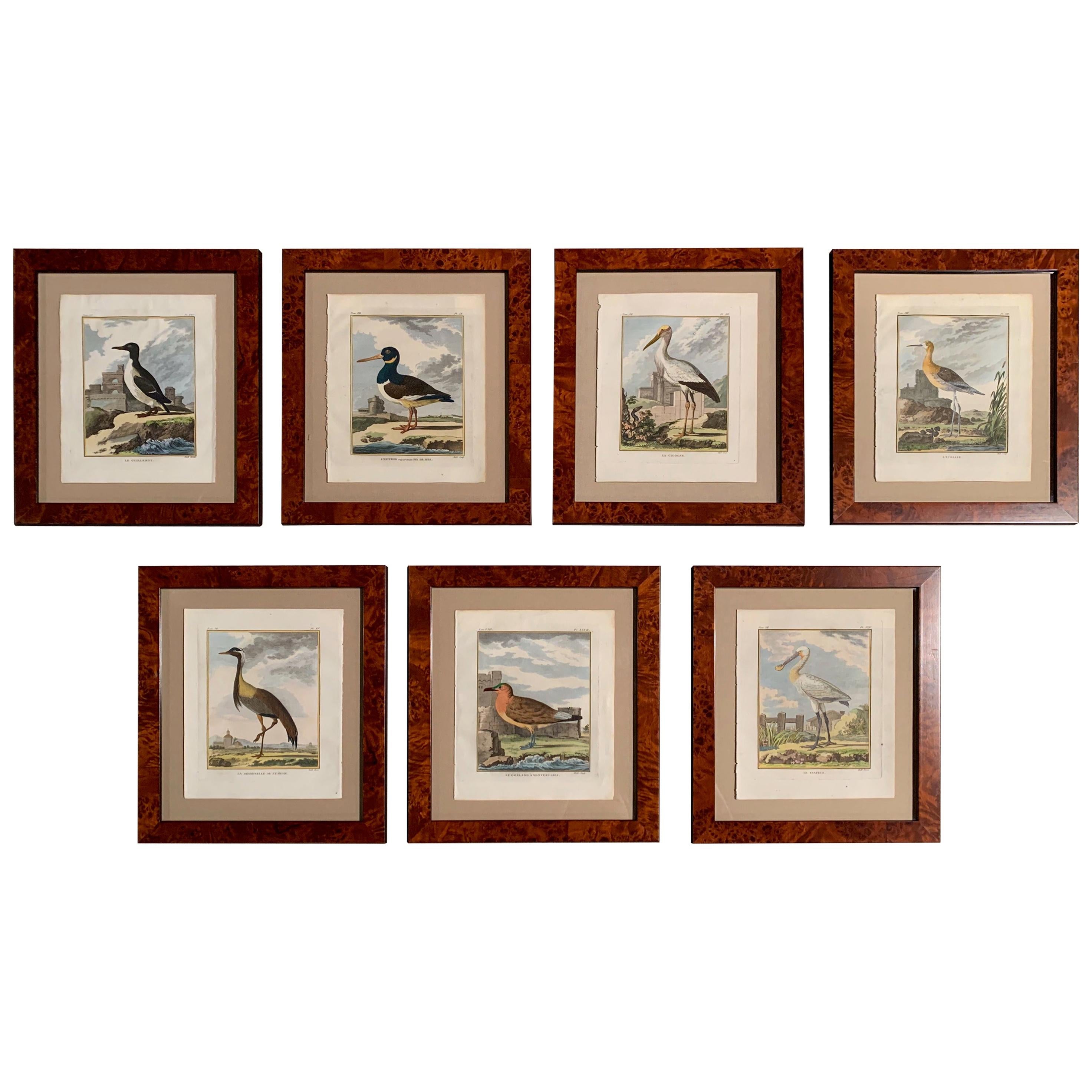 18th Century French Bird Watercolors Wall Pictures, Set of Seven Frames