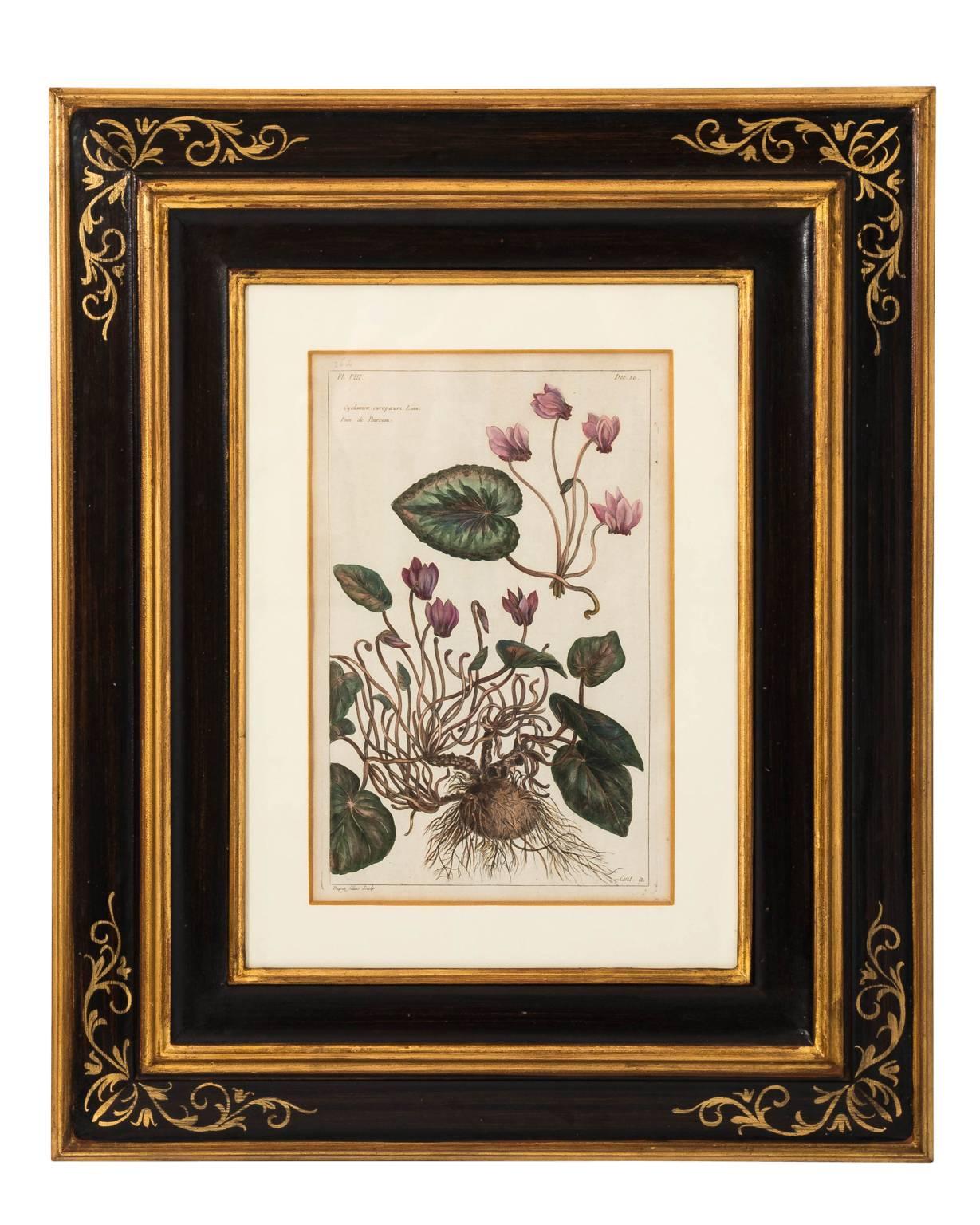 18th Century French Botanical Etchings 7