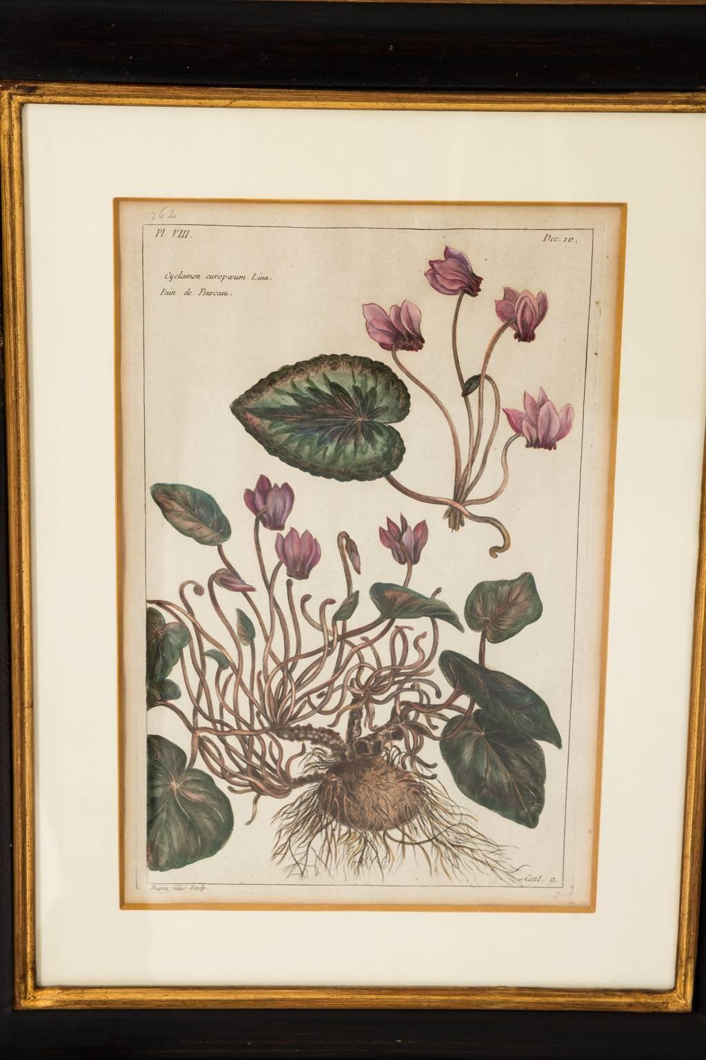 18th Century French Botanical Etchings 8