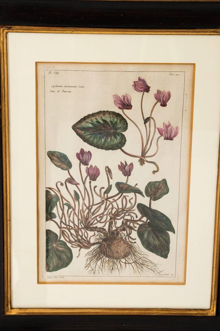 18th Century French Botanical Etchings at 1stDibs