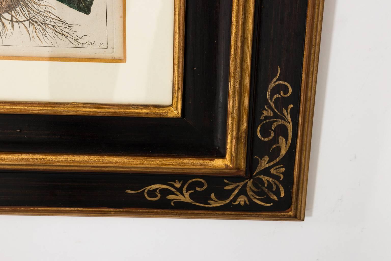 18th Century French Botanical Etchings 11
