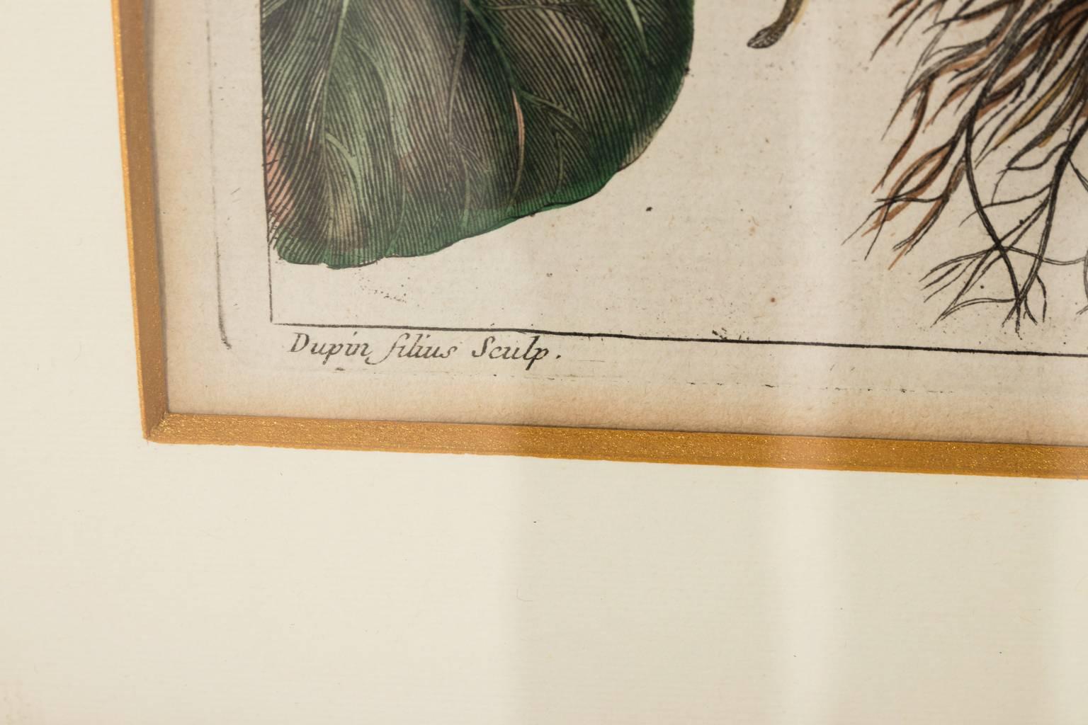 18th Century French Botanical Etchings 12