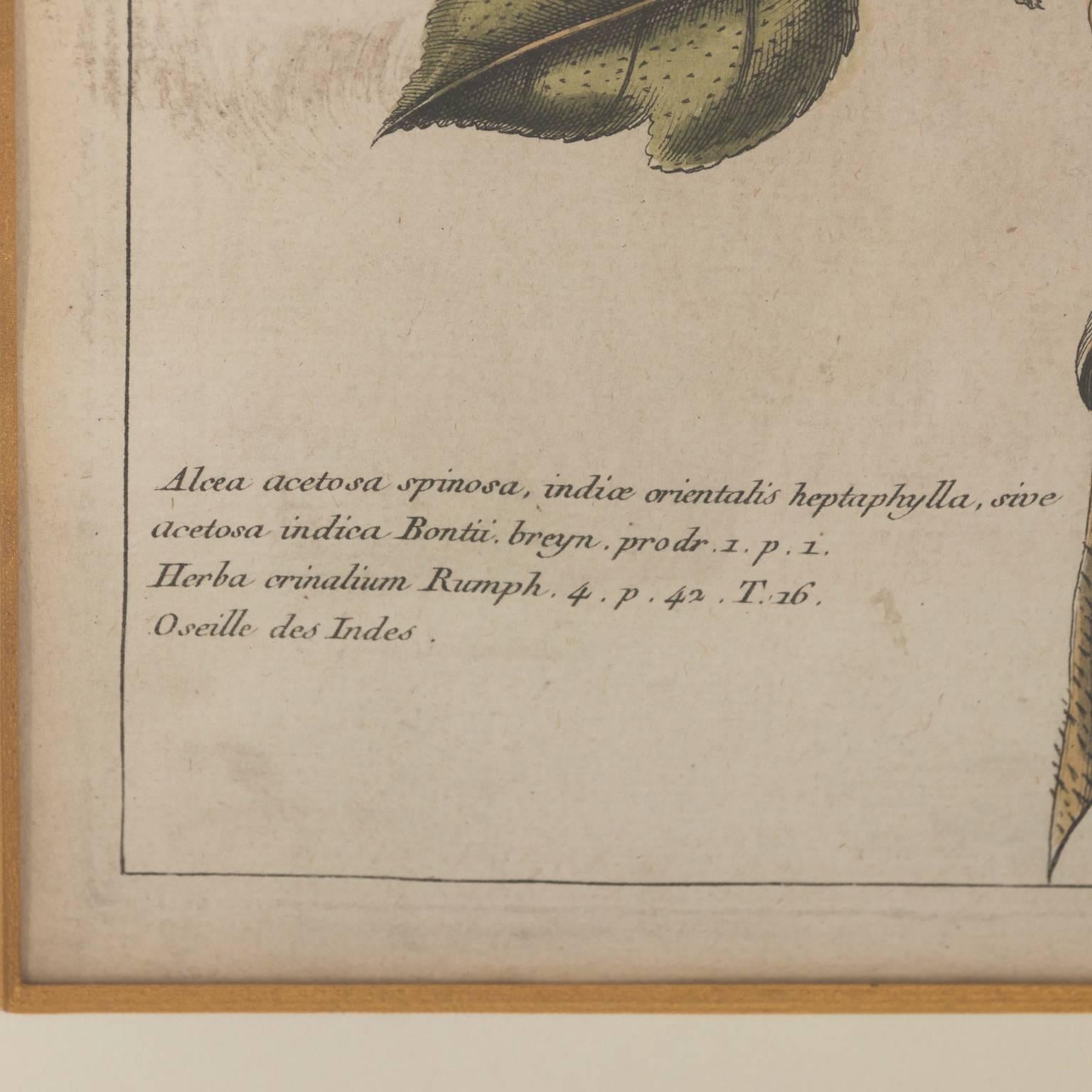 18th Century French Botanical Etchings In Good Condition In Stamford, CT