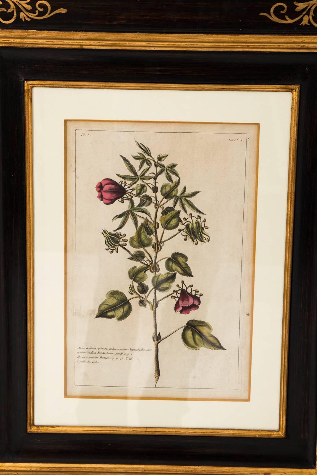 Late 18th Century 18th Century French Botanical Etchings