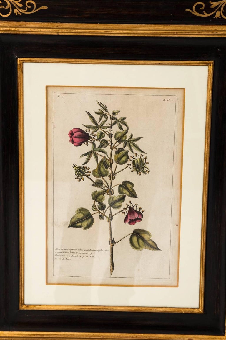 18th Century French Botanical Etchings at 1stDibs