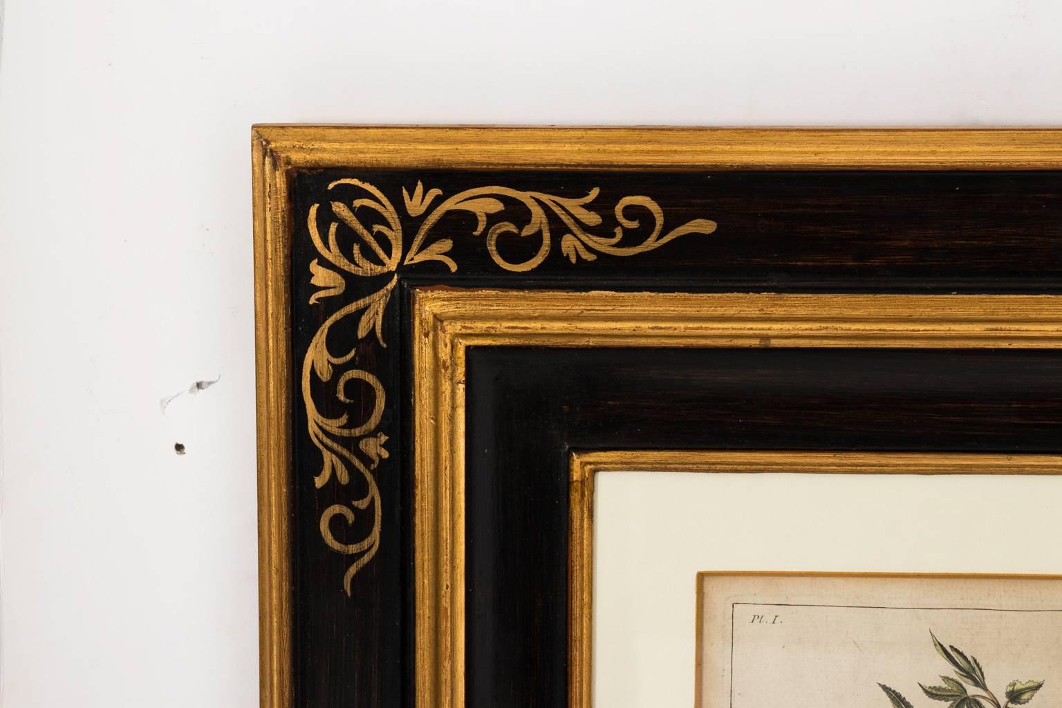 18th Century French Botanical Etchings 1