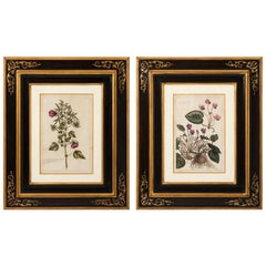 18th Century French Botanical Etchings