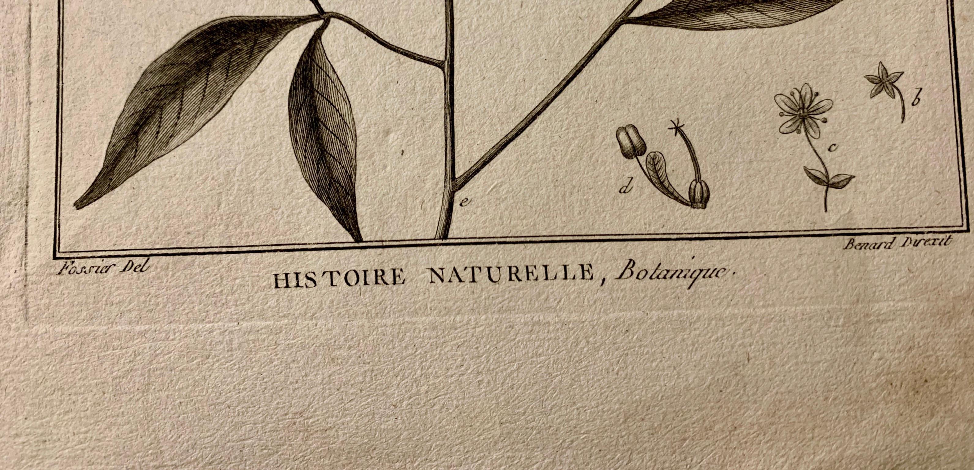 Französisch, 18. Jahrhundert  Komposition aus botanischen Drucken aus Buffon und Schwarz  neuer Rahmen (Blattgold) im Angebot