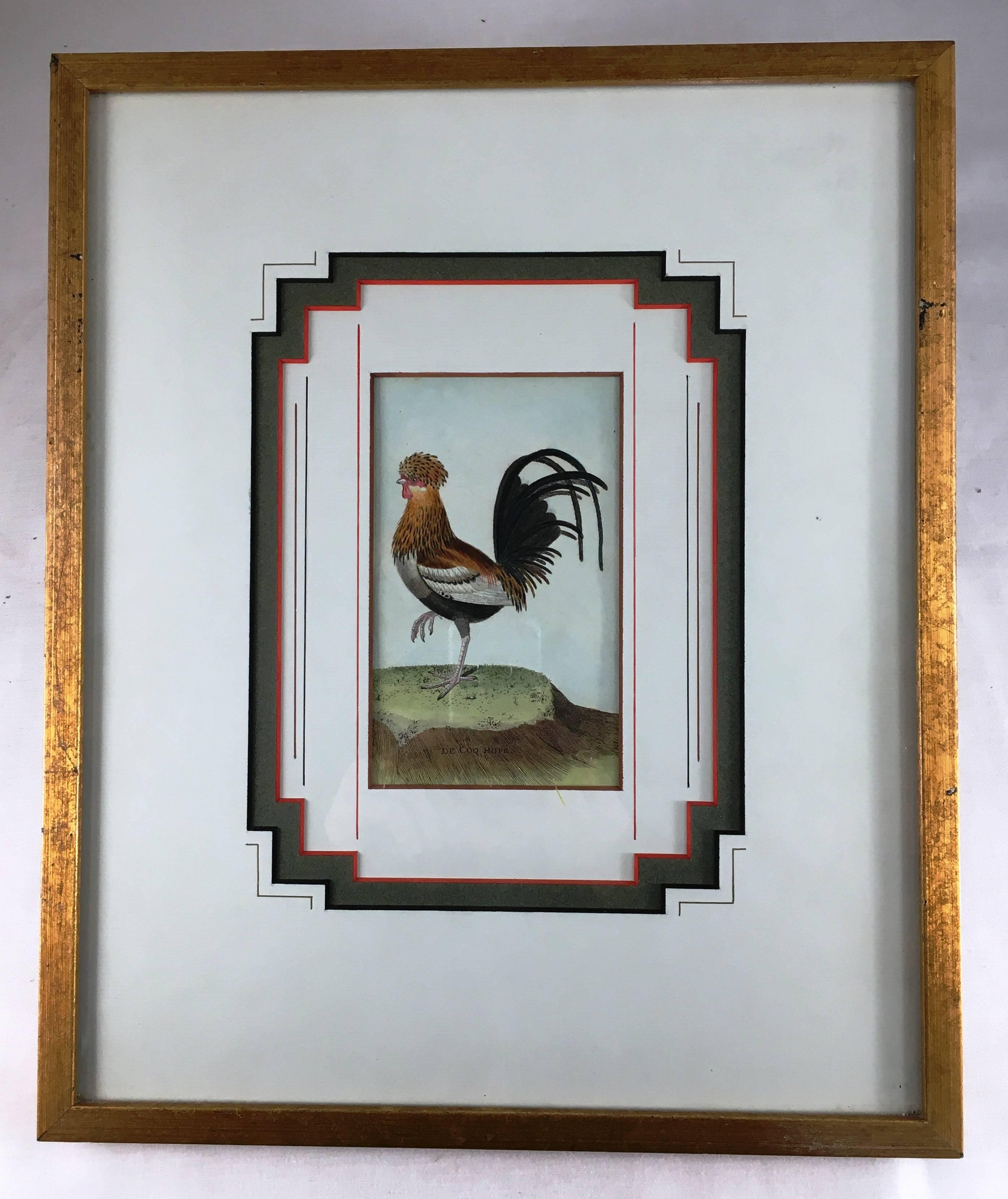 A French hand-colored engraving by Francois Nicholas Martinet, circa 1770, of a rooster
