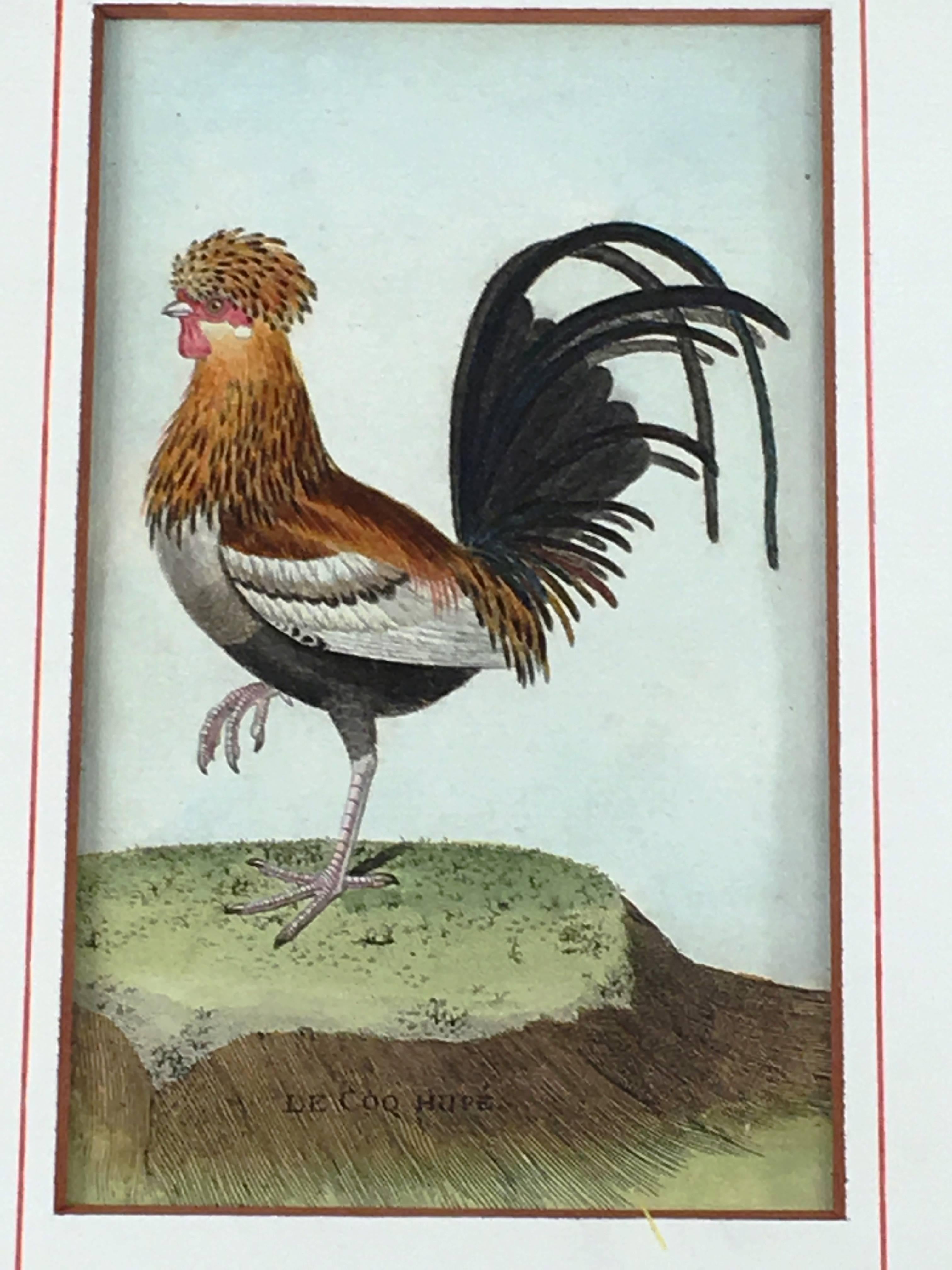 18th Century French Engraving of Rooster by Martinet In Excellent Condition In Doylestown, PA