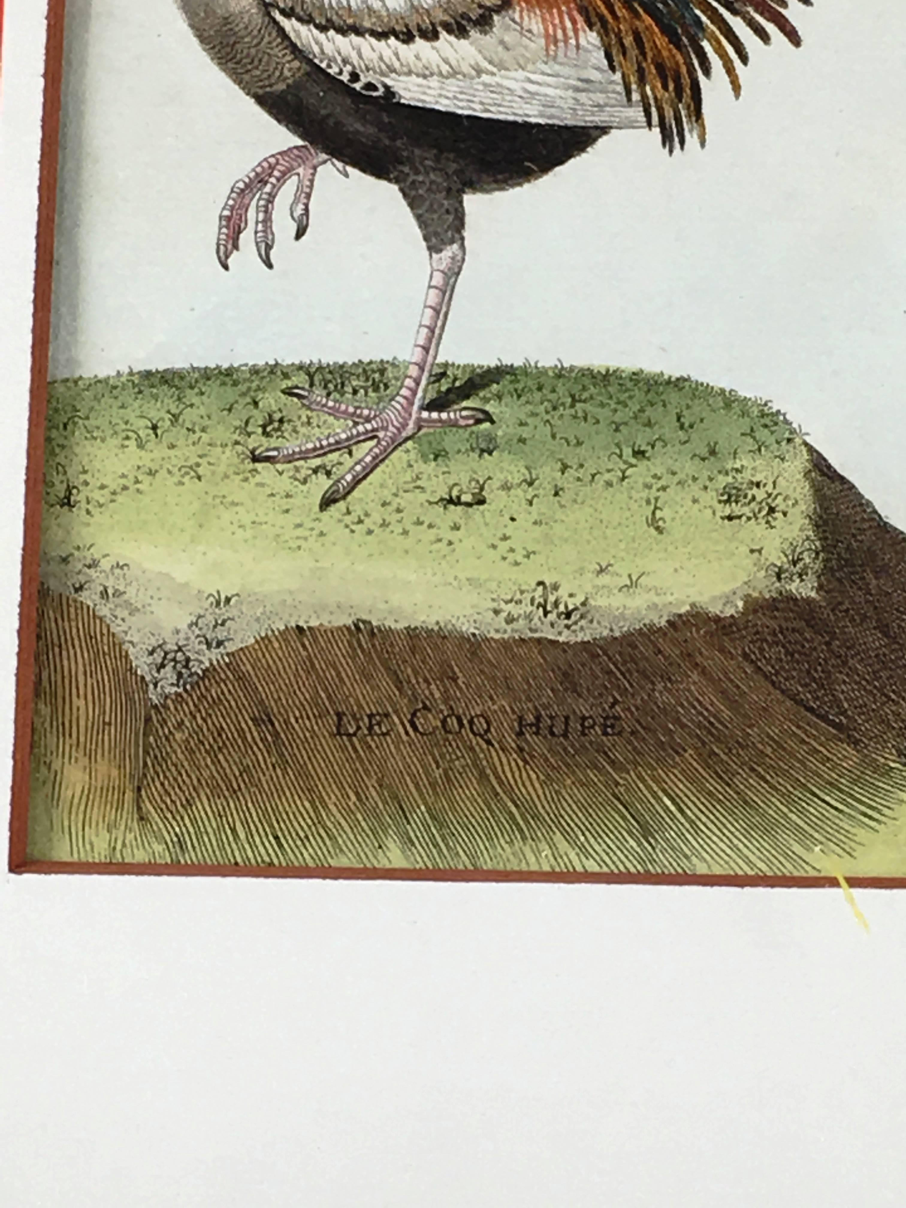 Paper 18th Century French Engraving of Rooster by Martinet