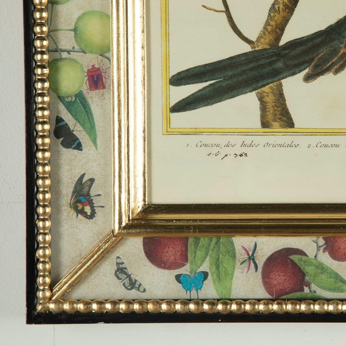 François-Nicolas (1725-1804). A set of twelve 18th century French engravings of birds from Histoire Naturelle Des Oiseaux, L'Imprimerie Royale, Paris: 1770-1786. Original hand coloring and hand-decorated frames.

 