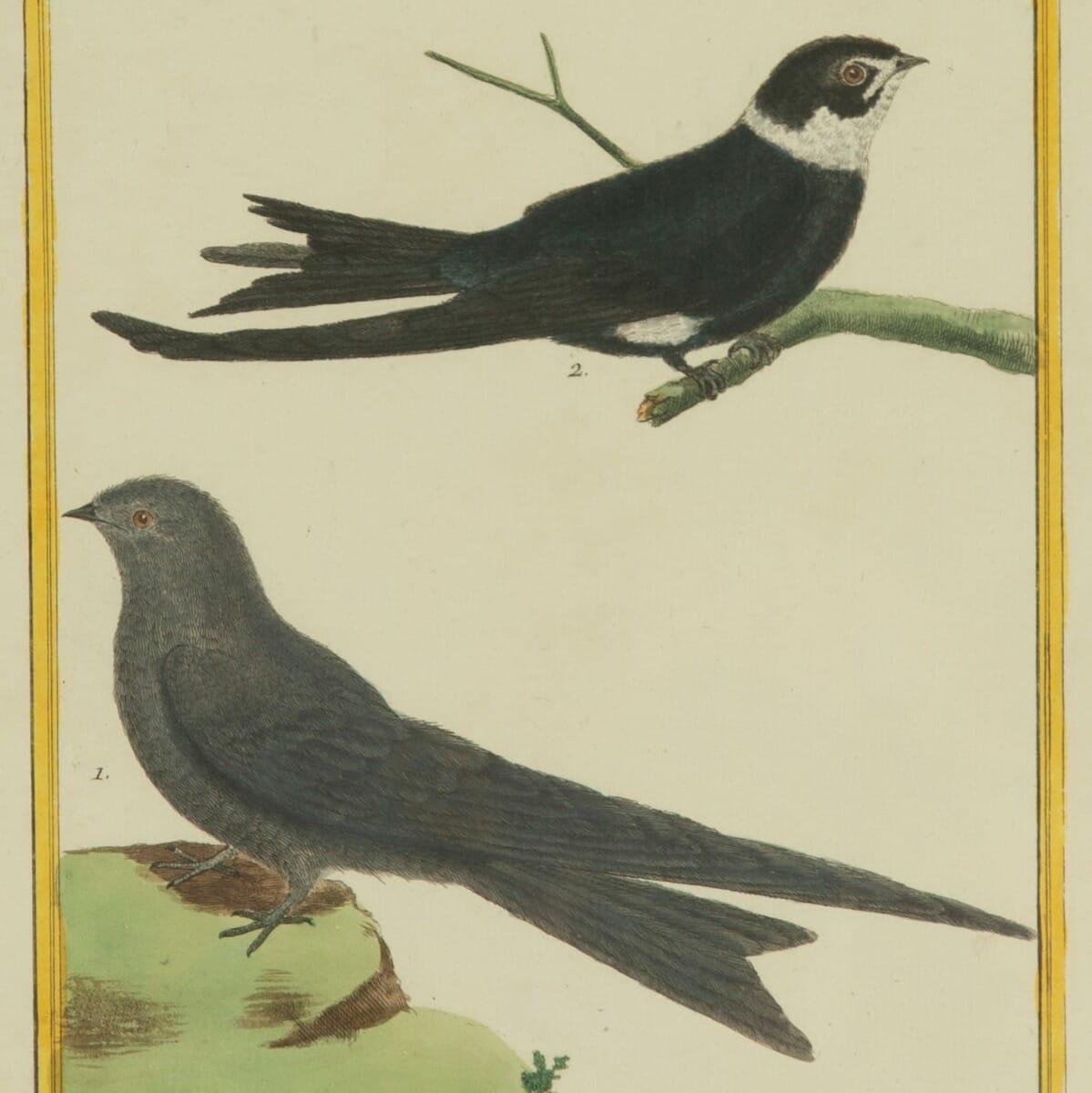 Regency 18th Century French Engravings of Birds