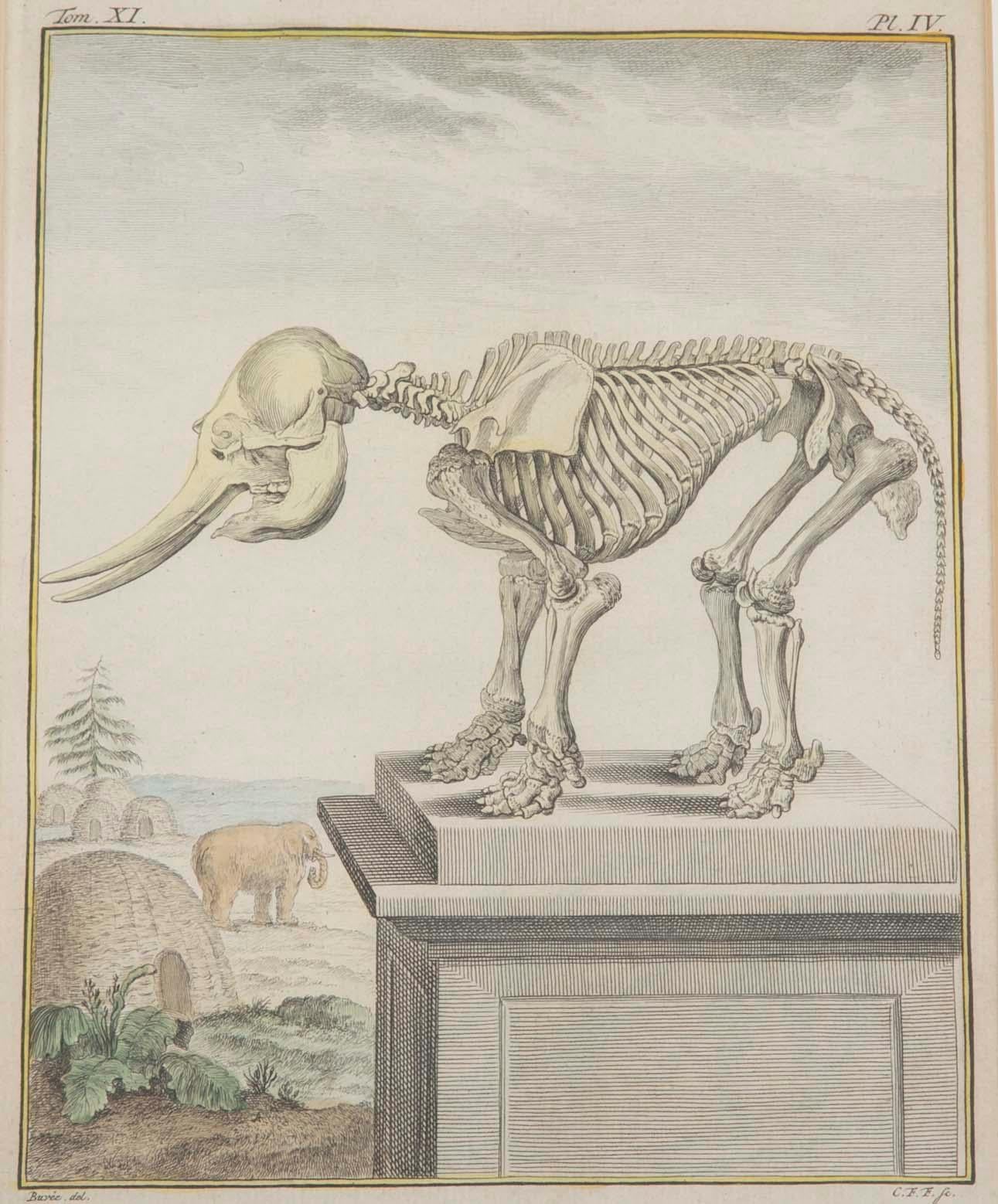 Eine wunderschön gestaltete Radierung mit Handkolorierung, die das Skelett eines Elefanten auf einem Sockel darstellt. Ein lebender Elefant, Laub und Hütten im Hintergrund. Französisch, 18. Jahrhundert von Georges Le Clerc, Comte de Buffon,