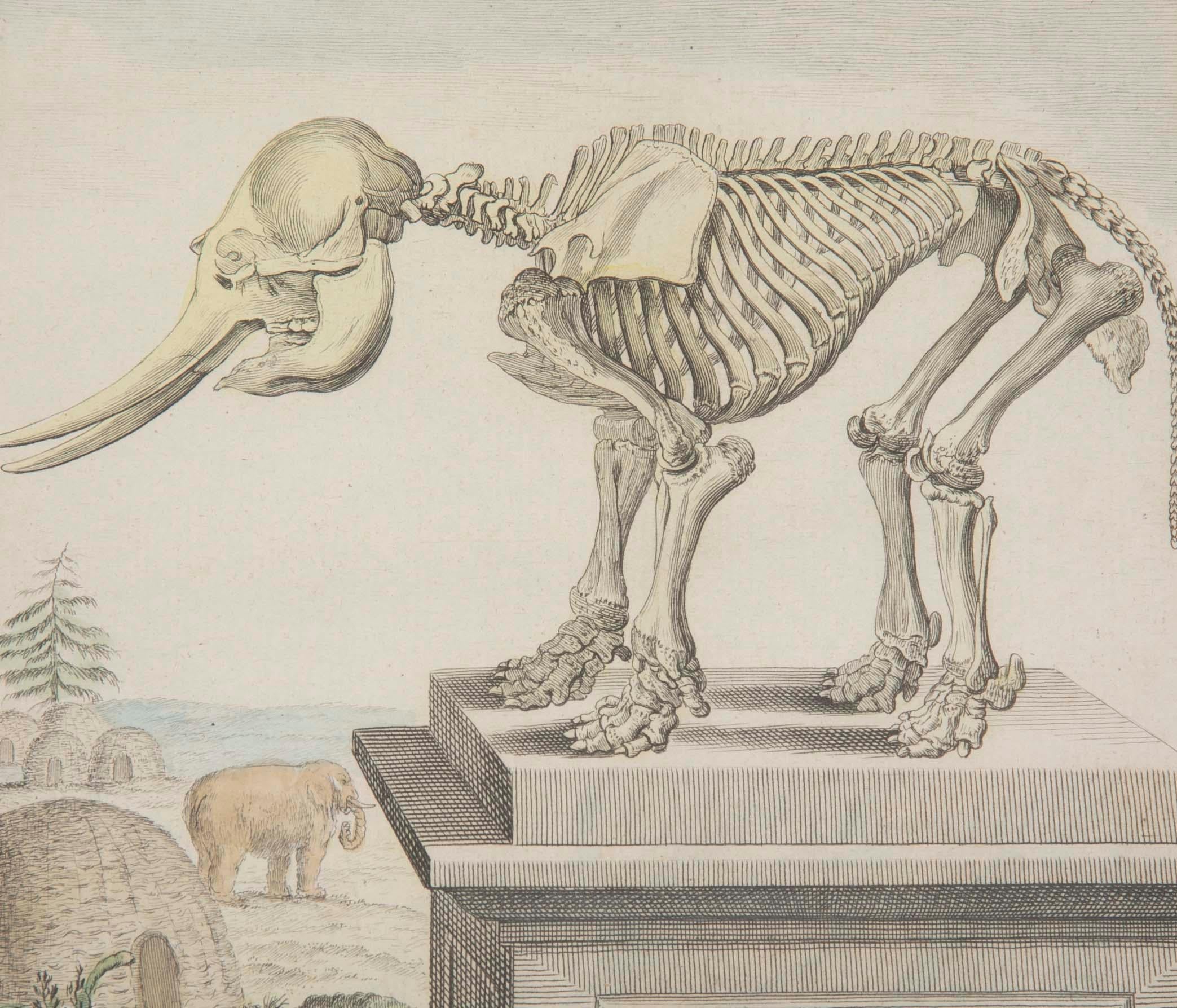 Louis XVI Gravure française du 18e siècle, colorée à la main, représentant un squelette d'éléphant en vente