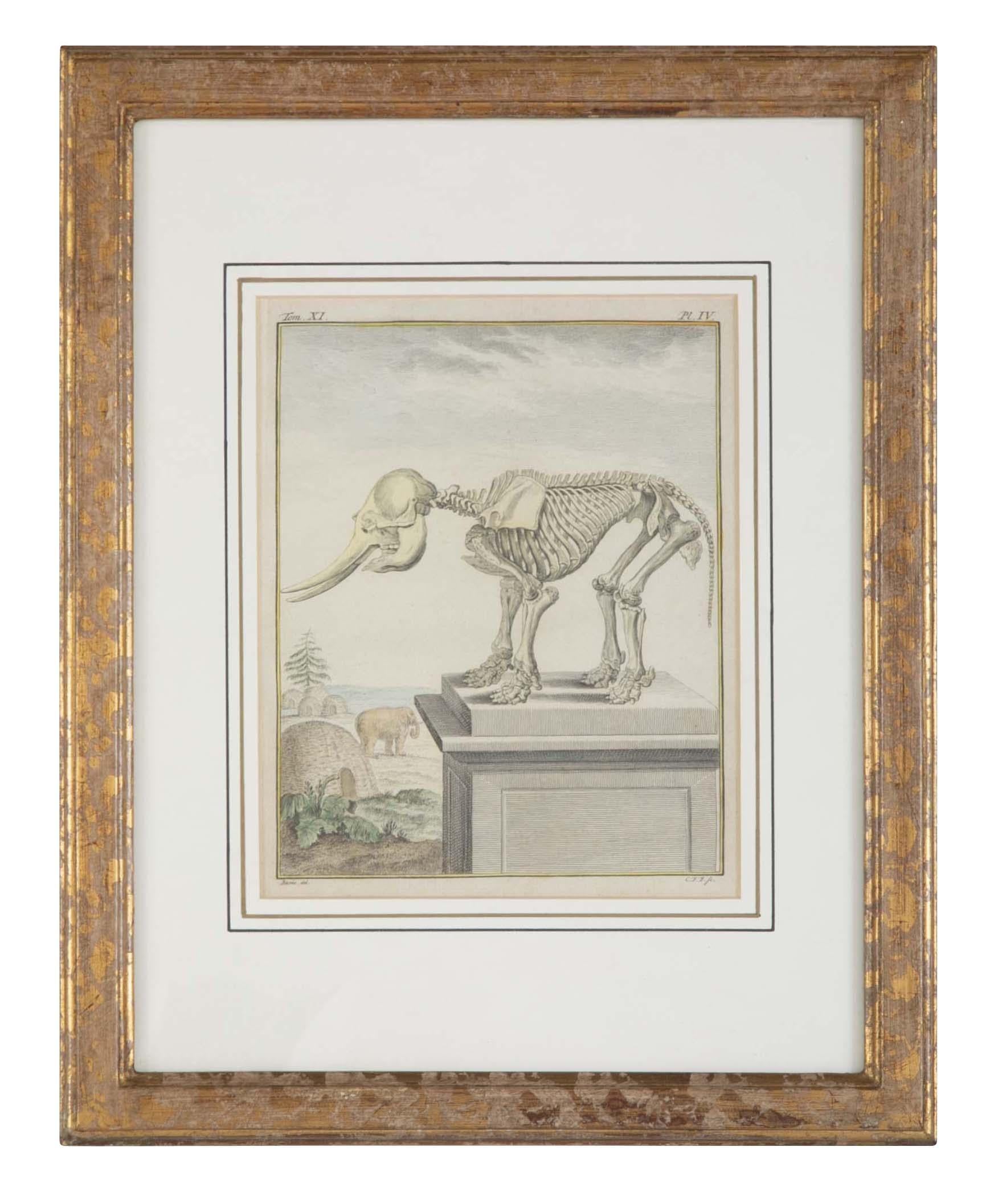 Papier Gravure française du 18e siècle, colorée à la main, représentant un squelette d'éléphant en vente