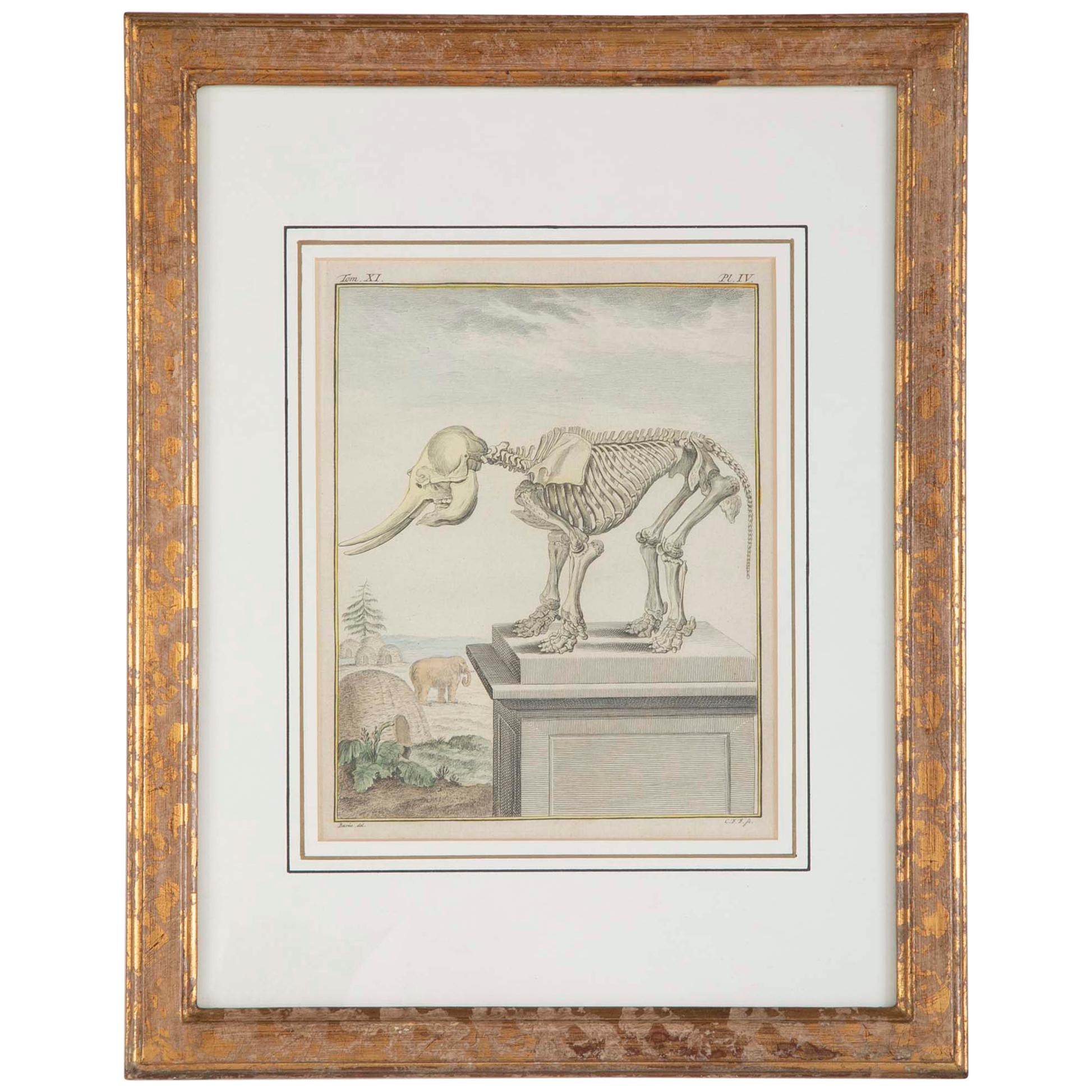 18th Century French Hand Colored Etching of an Elephant Skeleton
