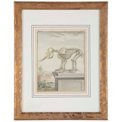 Antique 18th Century French Hand Colored Etching of an Elephant Skeleton