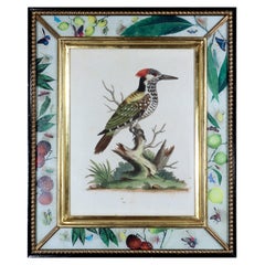 Grabados de George Edwards de un pájaro carpintero