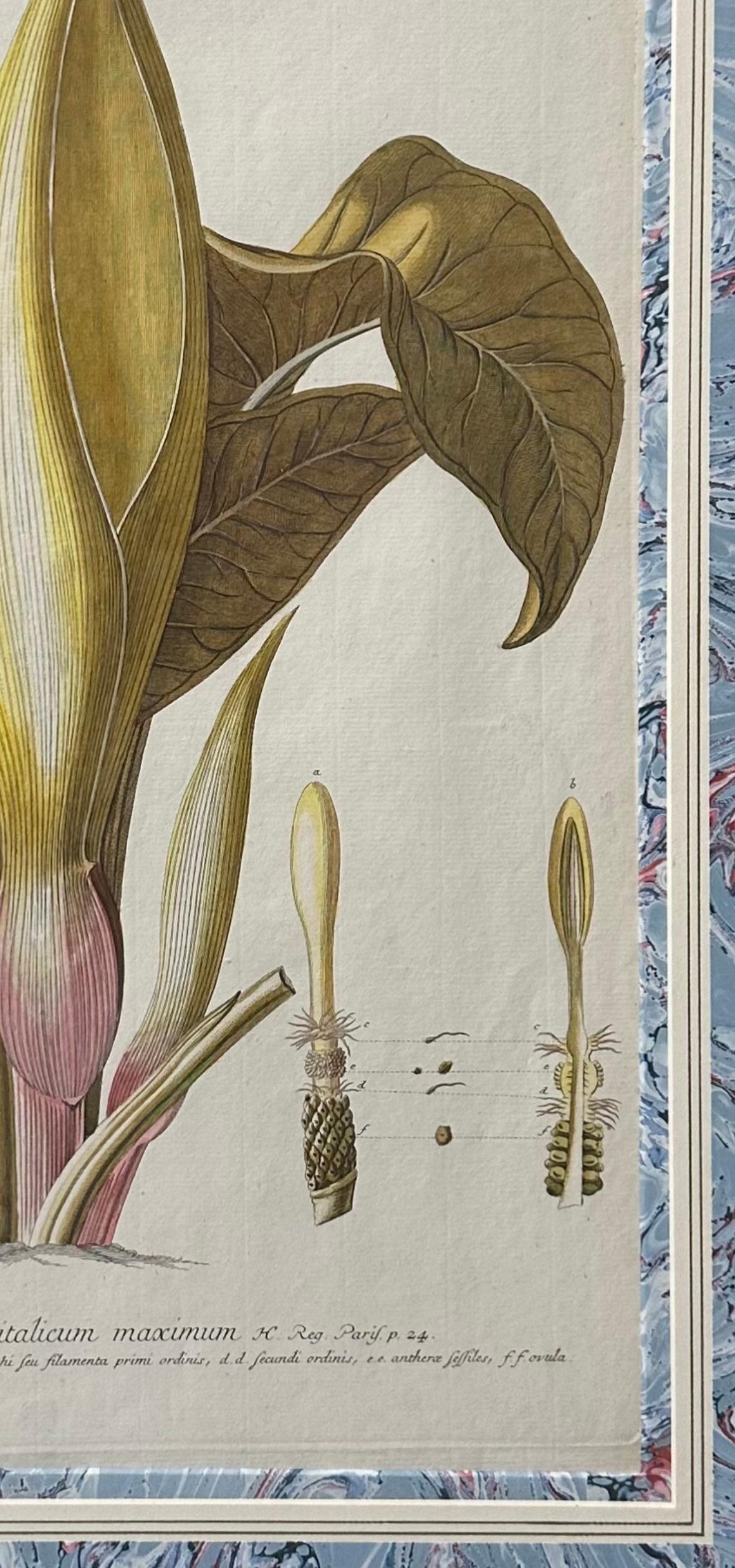 18th Century hand-colored copper plate engraved botanical print. Drawn by Ehret and engraved by Johann Jacob Haid. Between 1750 and 1770. Gilt frames with double marbleized French mats.