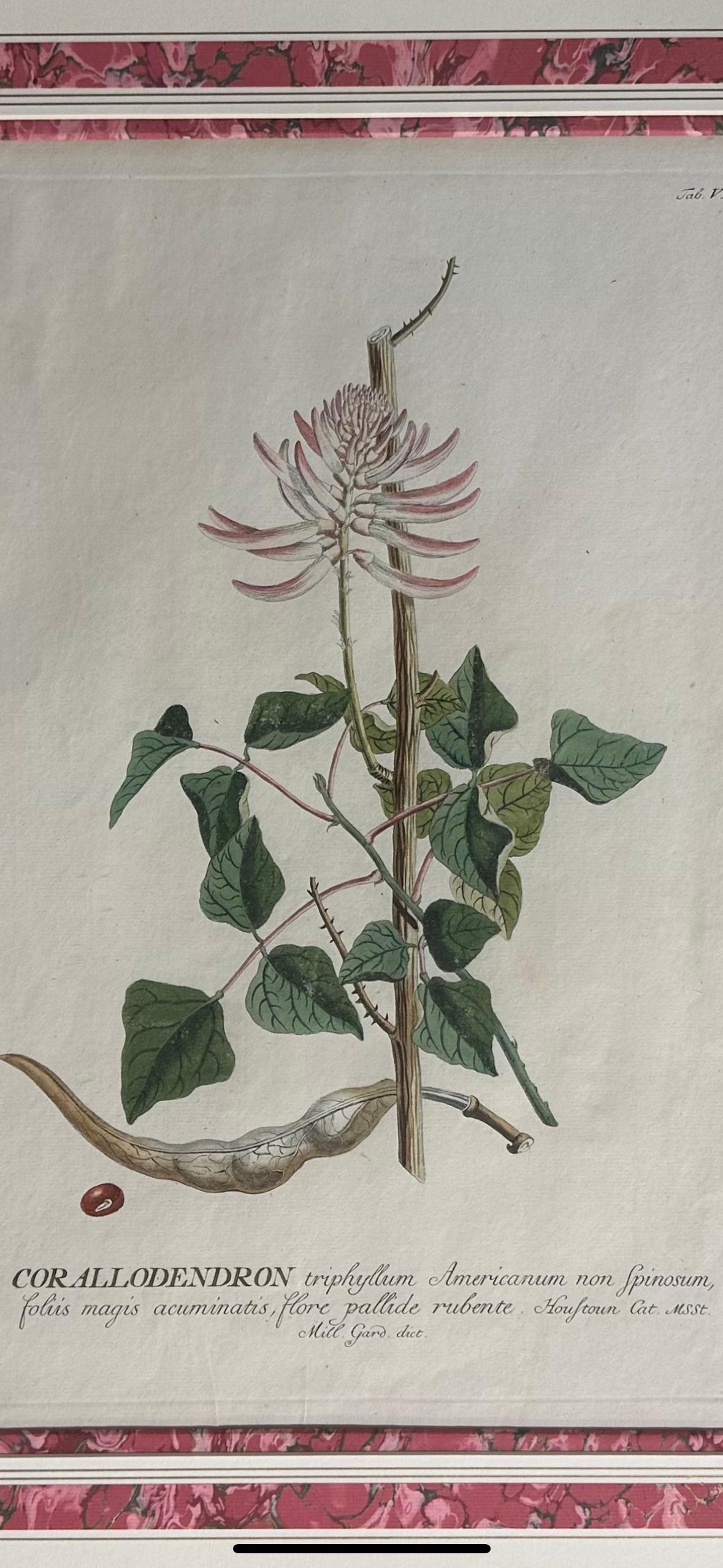 French 18th Century hand-colored copper plate engraved botanical prints.