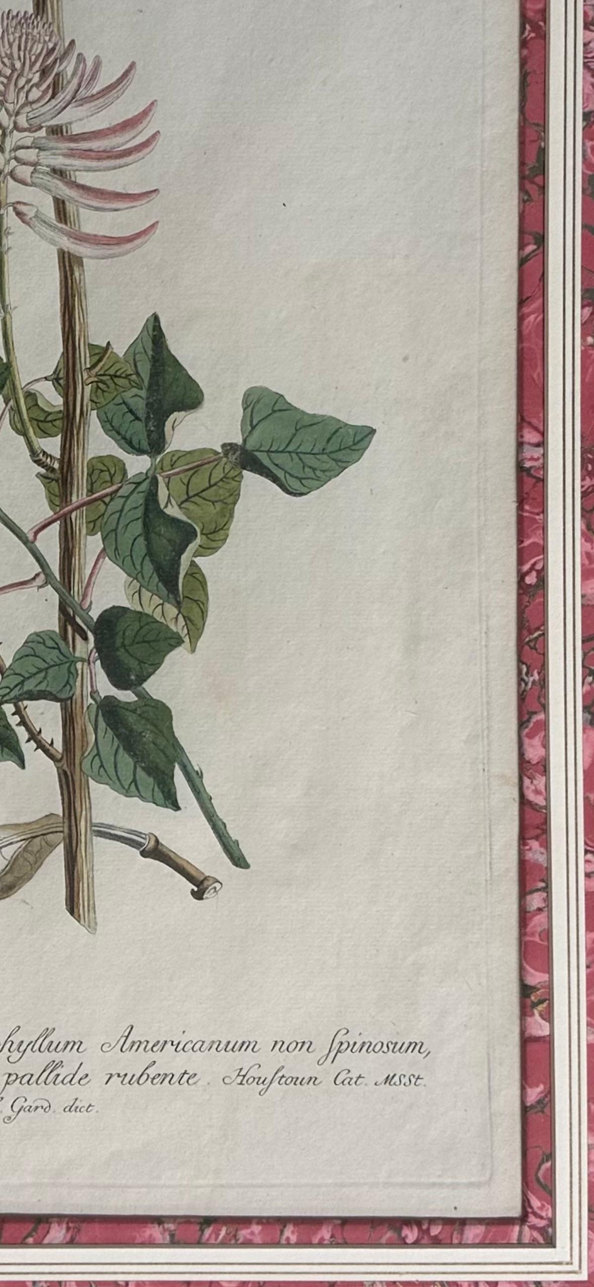 Gilt 18th Century hand-colored copper plate engraved botanical prints.