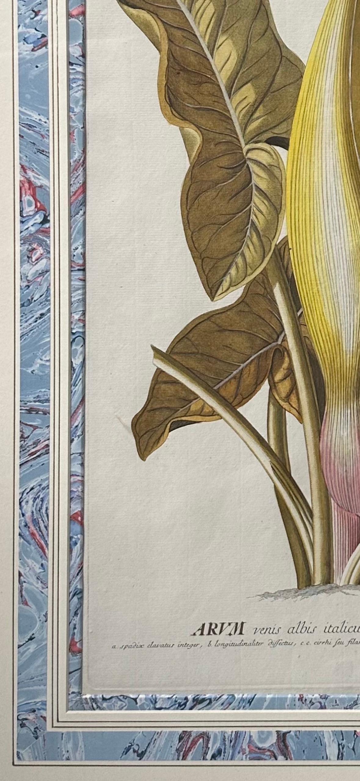 French 18th Century hand-colored copper plate engraved botanical prints For Sale
