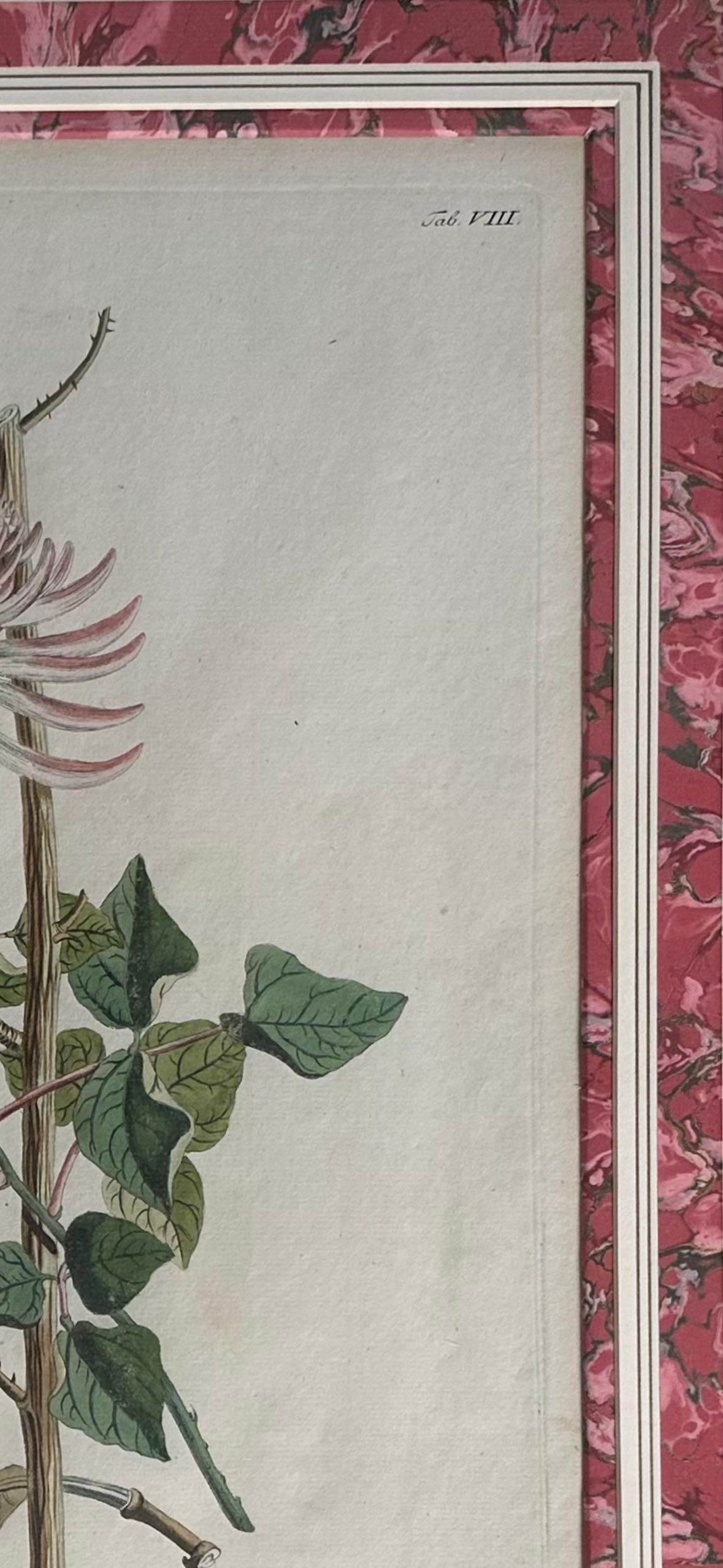 18th Century hand-colored copper plate engraved botanical prints. In Excellent Condition In Middleburg, VA