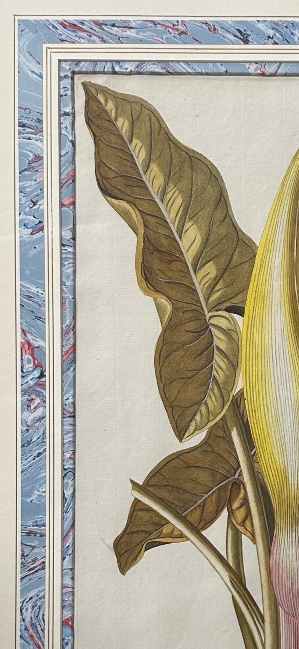 Gilt 18th Century hand-colored copper plate engraved botanical prints For Sale