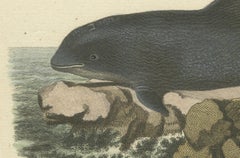 18th Century Hand-Colored Engraving of a Serene Navigator: The Harbor Porpoise