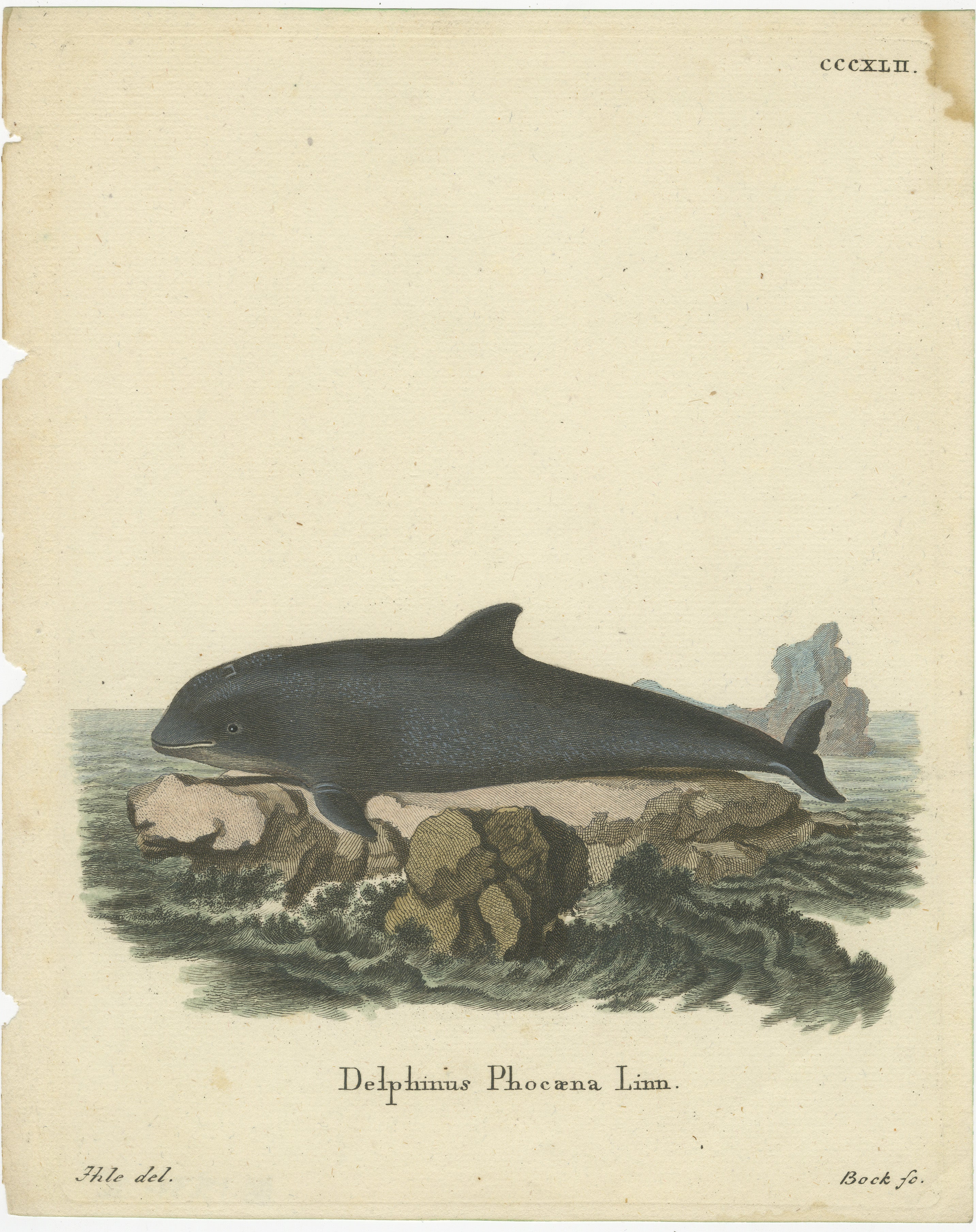 Handkolorierte Gravur eines heiteren Navigators aus dem 18. Jahrhundert: The Harbor Porpoise im Zustand „Gut“ im Angebot in Langweer, NL