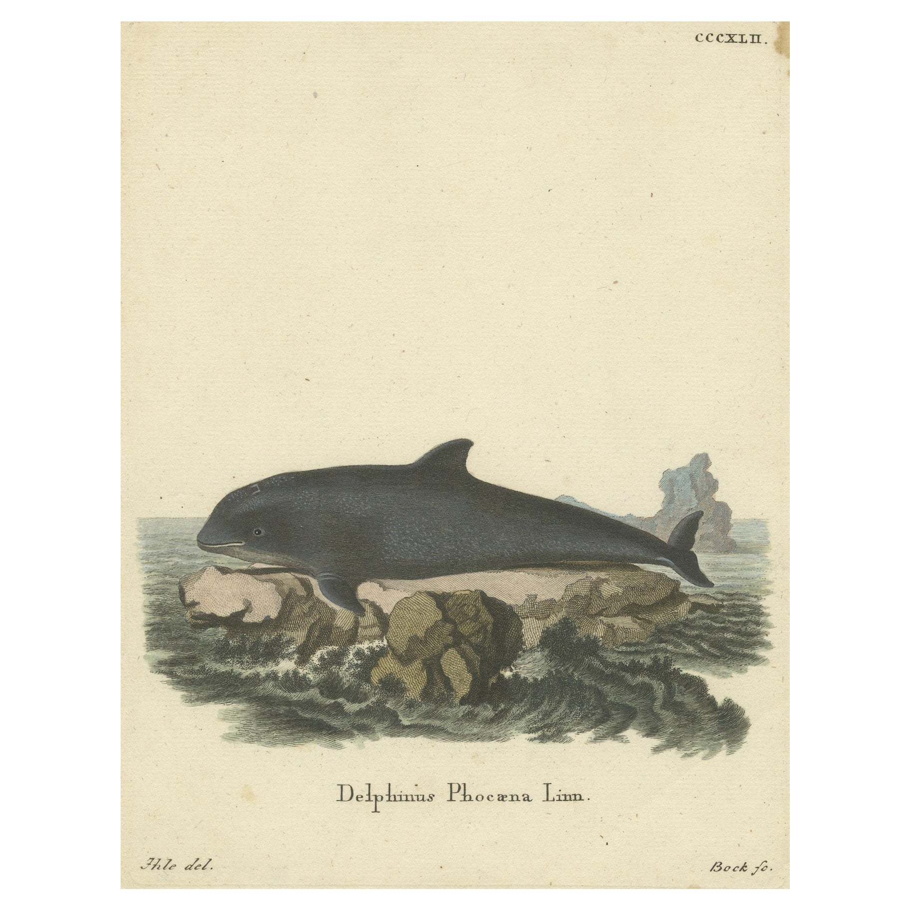 18th Century Hand-Colored Engraving of a Serene Navigator: The Harbor Porpoise