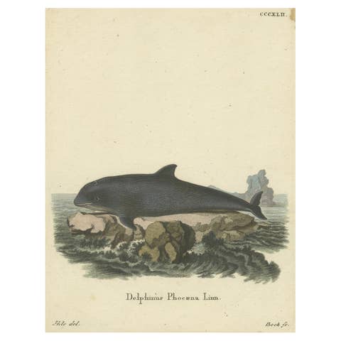 18th Century Hand-Colored Engraving of a Serene Navigator: The Harbor Porpoise