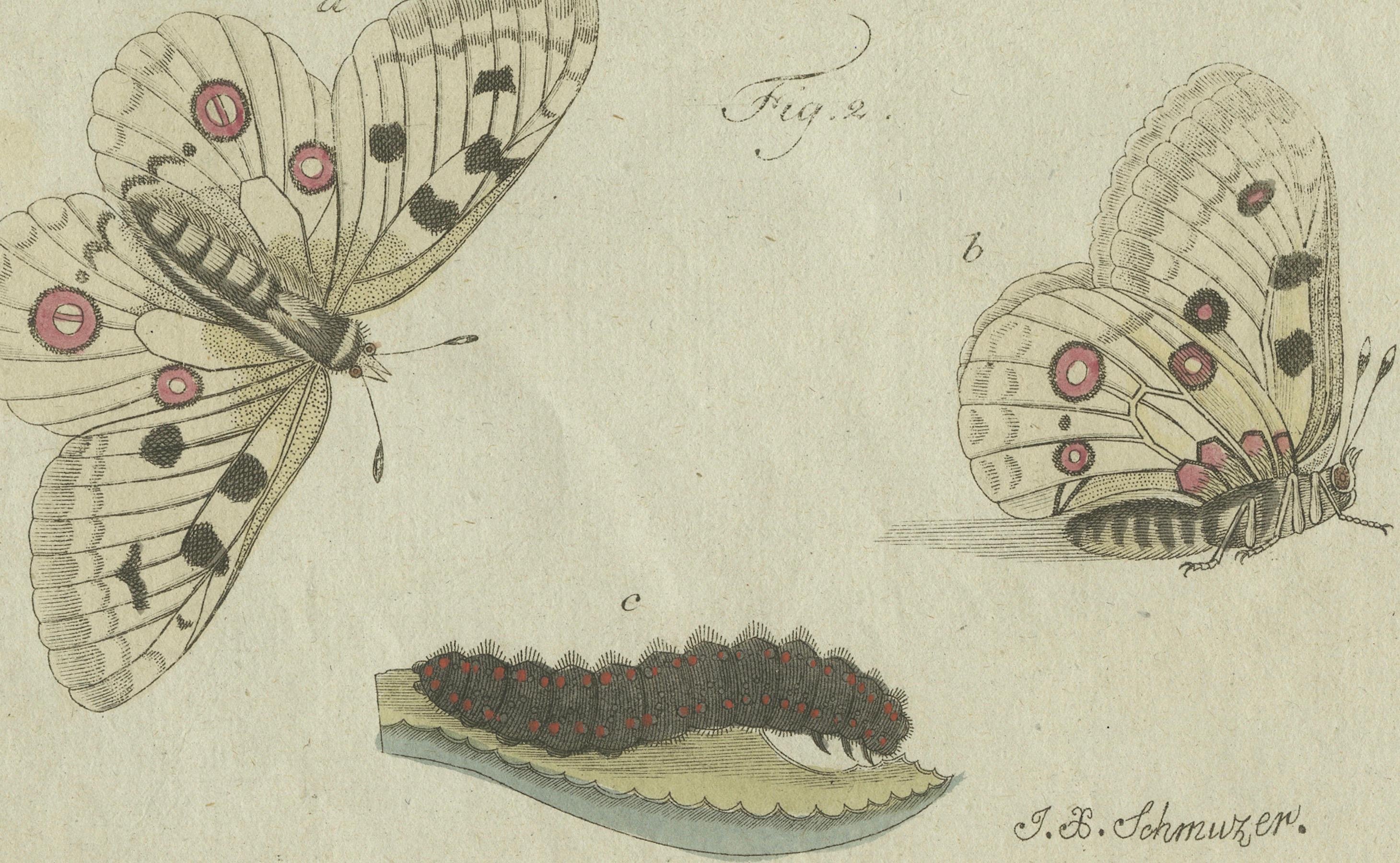 This hand-colored engraving, titled *Insecta XXXIV*, is a late 18th-century natural history illustration showcasing butterflies and their life stages. 

It features two species depicted in detail, including butterflies with blue and orange markings