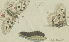 18th-Century Hand-Colored Engraving of Butterflies and Larvae by J. B. Schmuzer