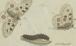 18th-Century Hand-Colored Engraving of Butterflies and Larvae by J. B. Schmuzer, view 2
