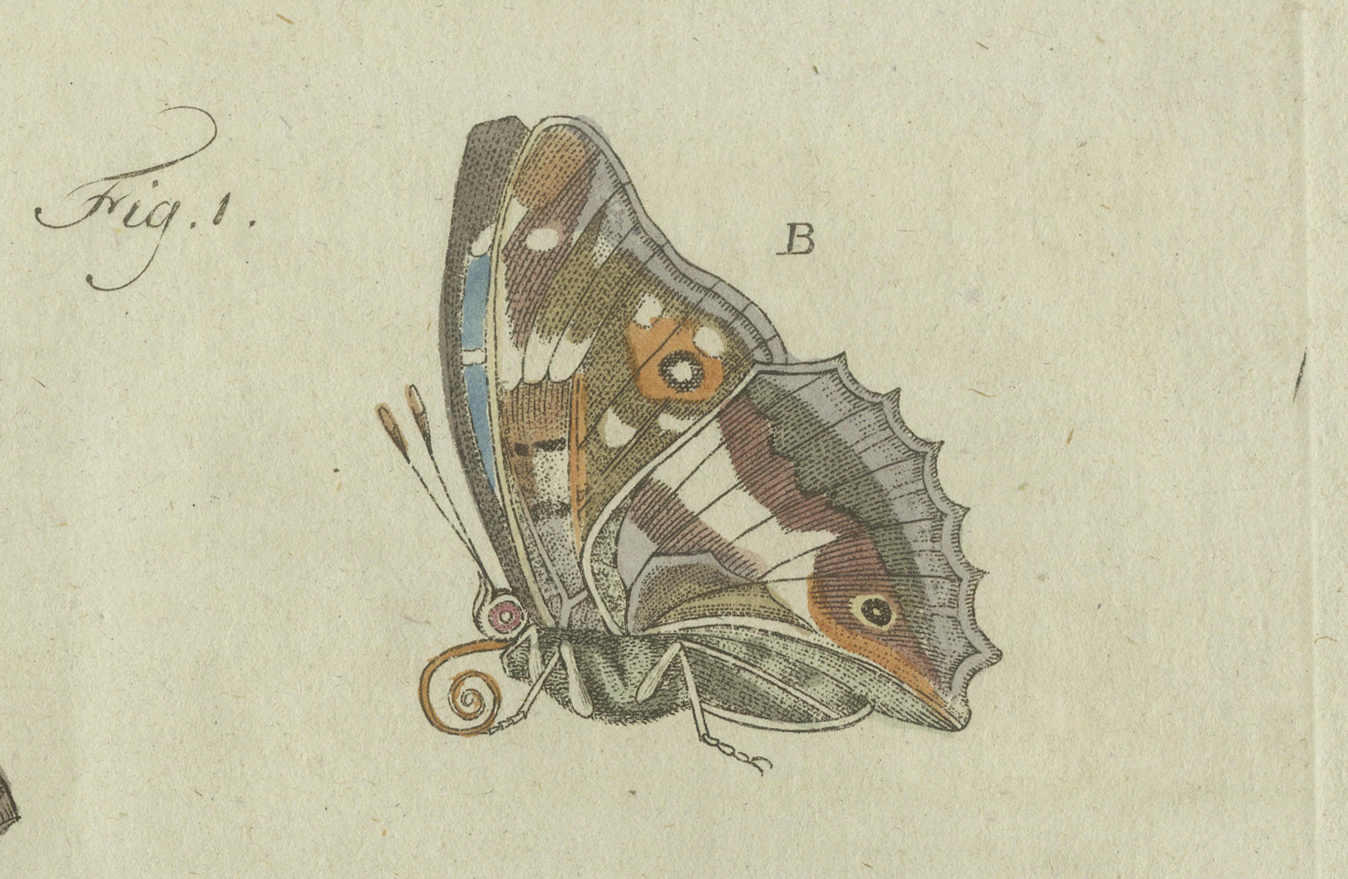 Engraved 18th-Century Hand-Colored Engraving of Butterflies and Larvae by J. B. Schmuzer For Sale