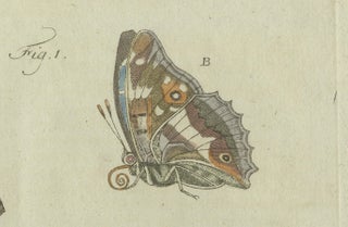 18th-Century Hand-Colored Engraving of Butterflies and Larvae by J. B. Schmuzer, view 3