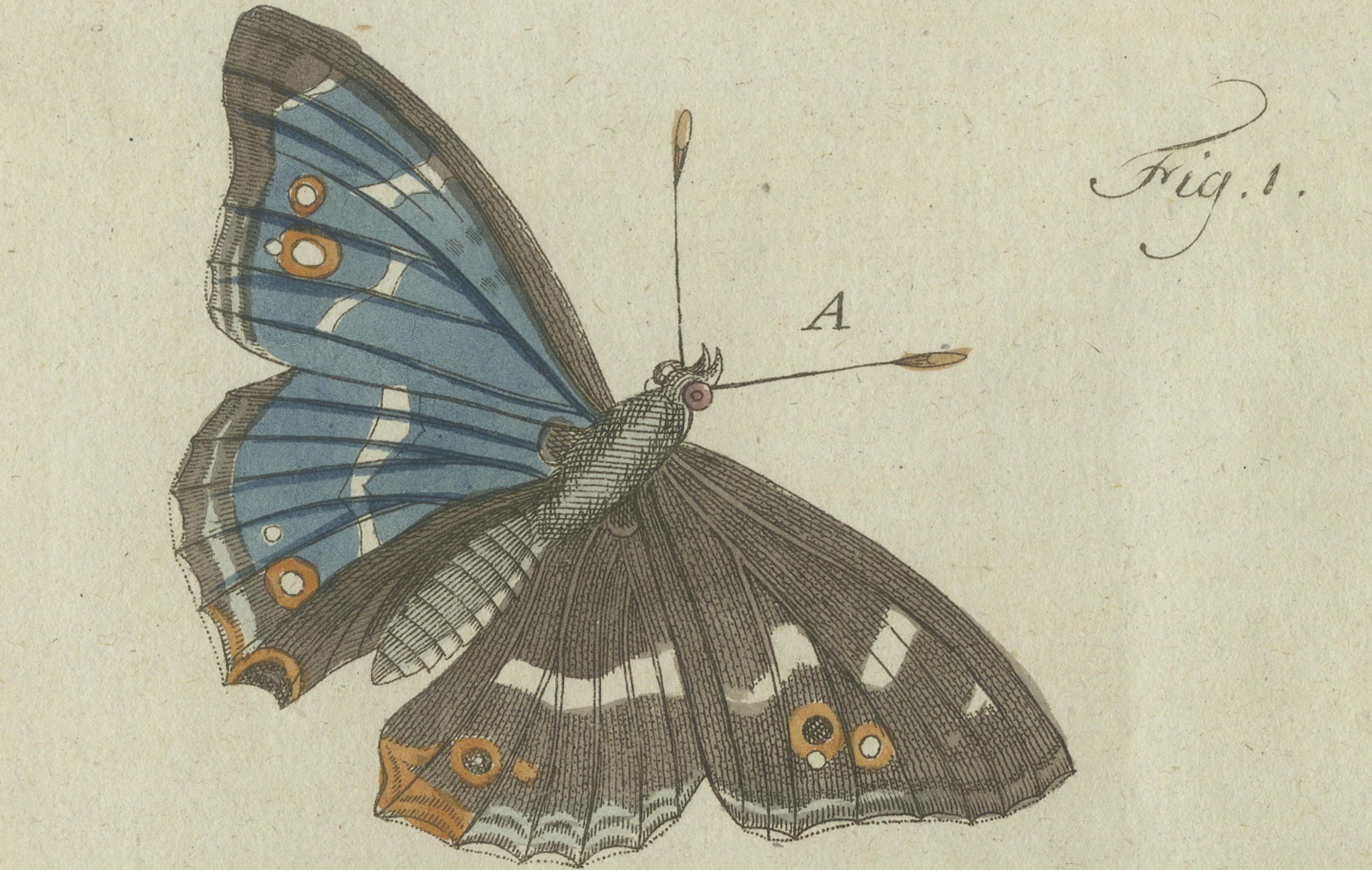 18th-Century Hand-Colored Engraving of Butterflies and Larvae by J. B. Schmuzer In Good Condition For Sale In Langweer, NL