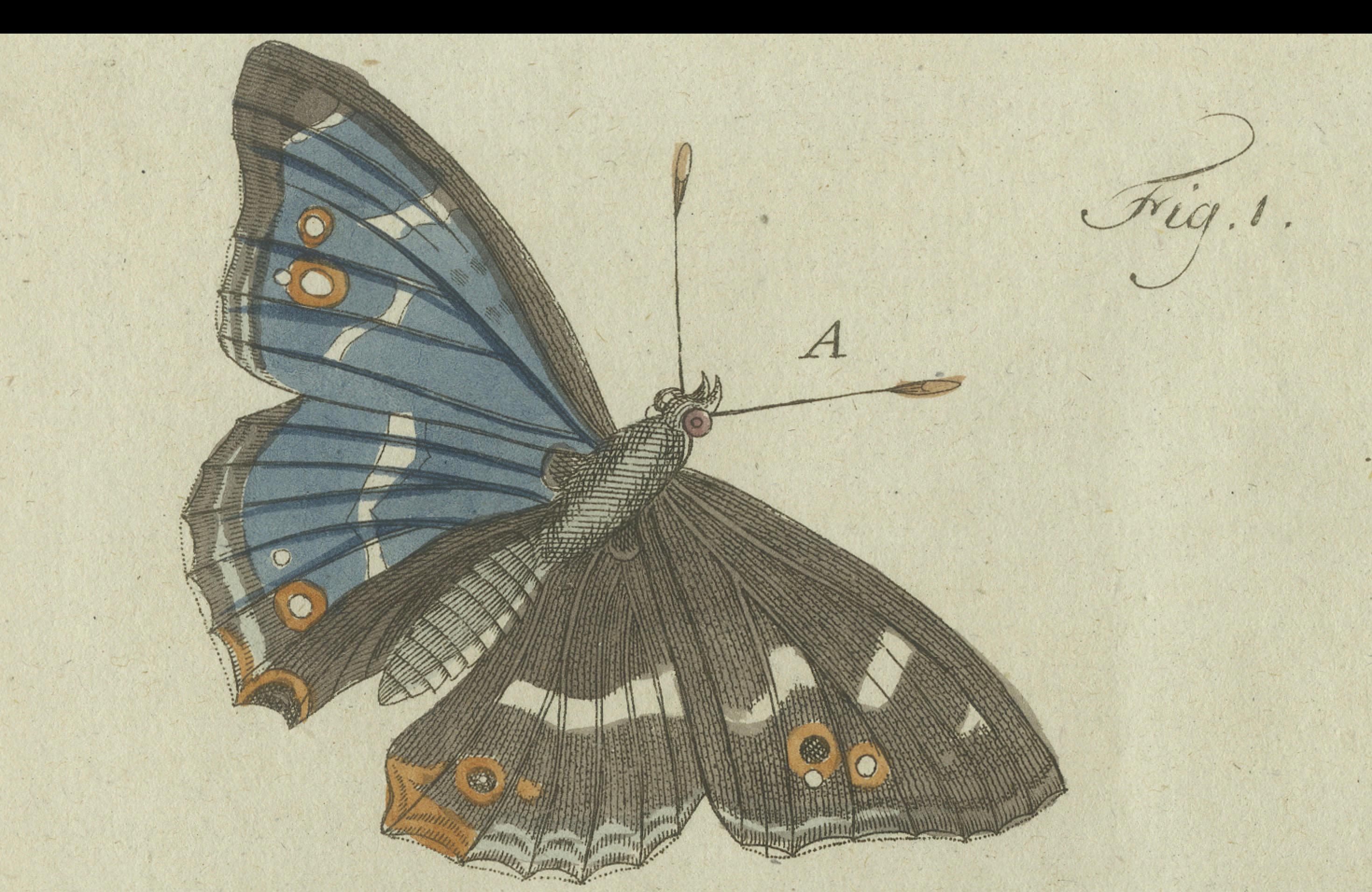 Late 18th Century 18th-Century Hand-Colored Engraving of Butterflies and Larvae by J. B. Schmuzer For Sale