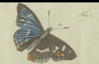 18th-Century Hand-Colored Engraving of Butterflies and Larvae by J. B. Schmuzer, view 5