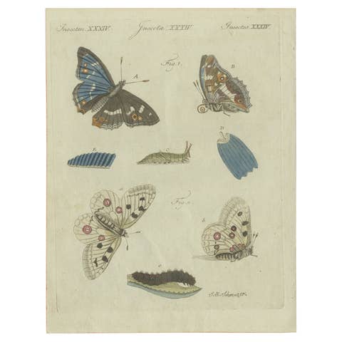 18th-Century Hand-Colored Engraving of Butterflies and Larvae by J. B. Schmuzer