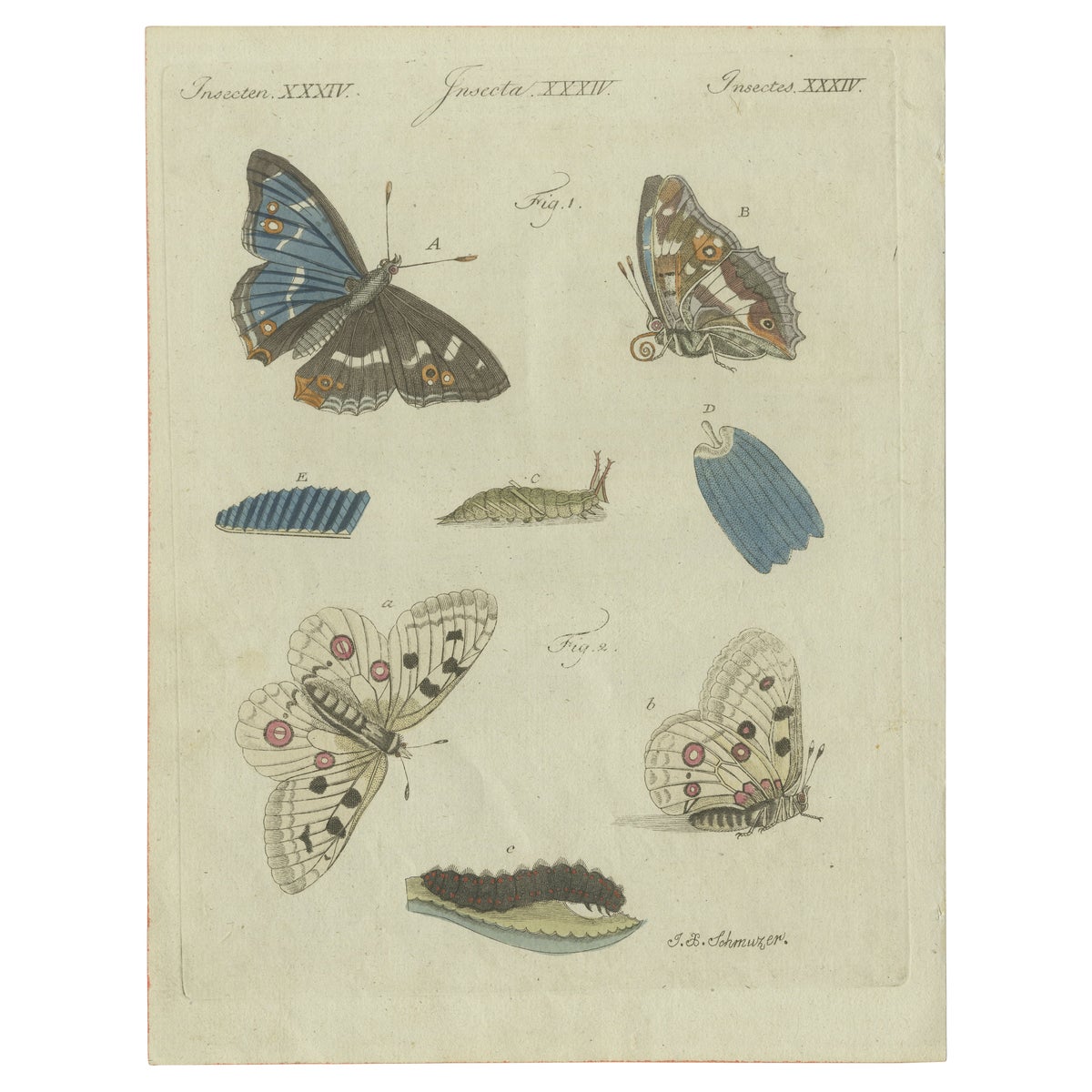 18th-Century Hand-Colored Engraving of Butterflies and Larvae by J. B. Schmuzer
